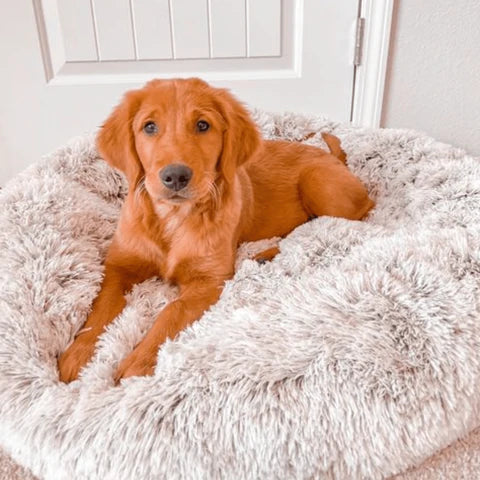 Calming Dog Bed